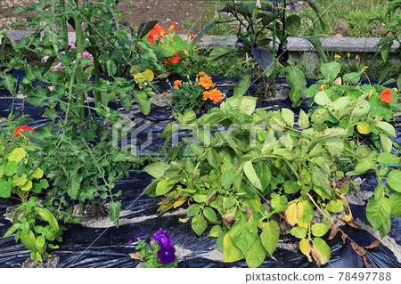 Organically grown vegetables Organically grown vegetables 78497788