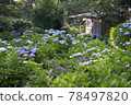 Sairinji Temple (Nishiwaki City, Hyogo Prefecture) Hydrangea Garden 78497820