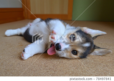 Around the porch Around the porch 78497841