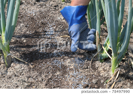 The trick behind top dressing in the green onion field 78497990