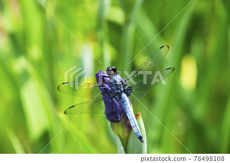 Dragonfly Dragonfly 78498108