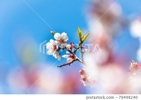 Early spring plum blossoms that shine in the blue sky and plum blossoms that are out of focus 78498240