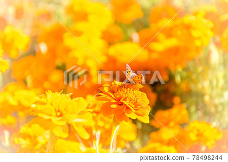A butterfly that perches on a flower that has been highlighted by blurring the orange blossoms in the background 78498244