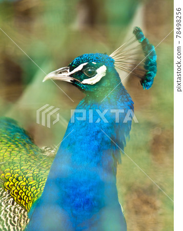 Colorful Peacock Colorful Peacock 78498256