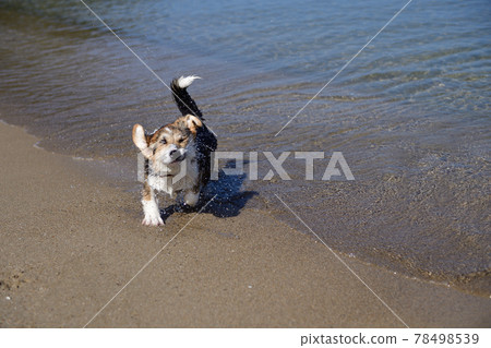 沙灘玩 沙灘玩 78498539