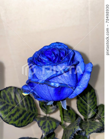 Blue rose Blue rose 78498930