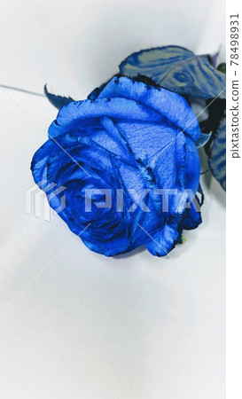 Blue rose Blue rose 78498931
