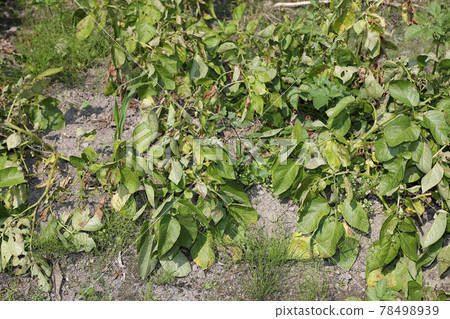 Potatoes at the right time to harvest 78498939