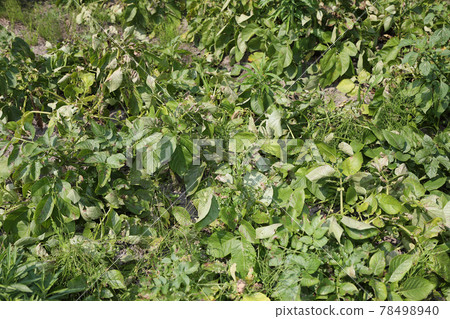 Potatoes at the right time to harvest Potatoes at the right time to harvest 78498940