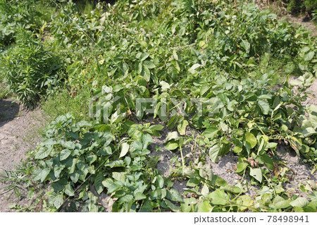 Potatoes at the right time to harvest Potatoes at the right time to harvest 78498941