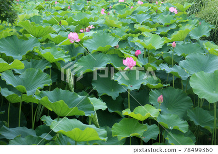 初夏荷花盛開 初夏荷花盛開 78499360