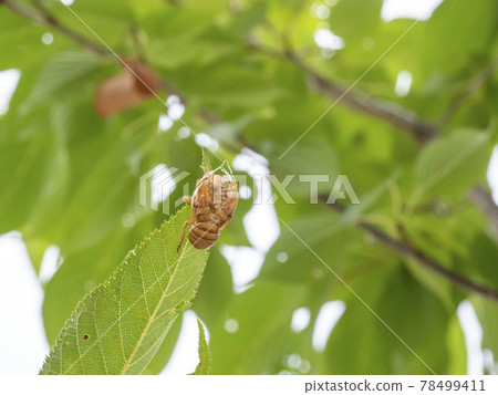 Cicada shell Cicada shell 78499411