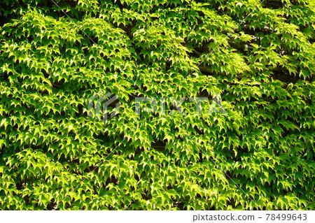 Green ivy covering a wall 78499643