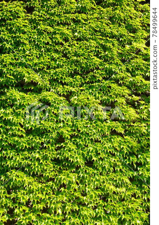 Green ivy covering a wall 78499644