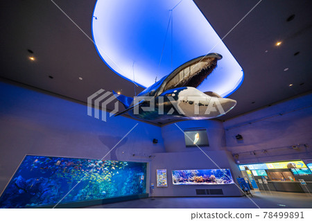 鳥羽水族館 78499891