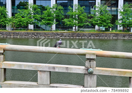 江戶城遺址和田倉橋上的鴿子風景 江戶城遺址和田倉橋上的鴿子風景 78499892
