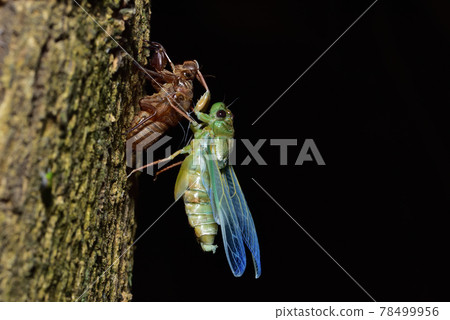 Platylomia bivocalis, 高砂長瓣蟬 羽化 Platylomia bivocalis, 高砂長瓣蟬 羽化 78499956