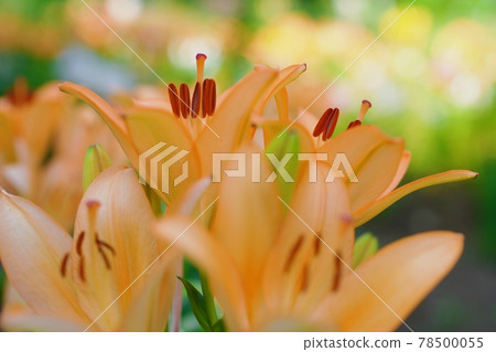 橙色的百合花像夏日的陽光 橙色的百合花像夏日的陽光 78500055