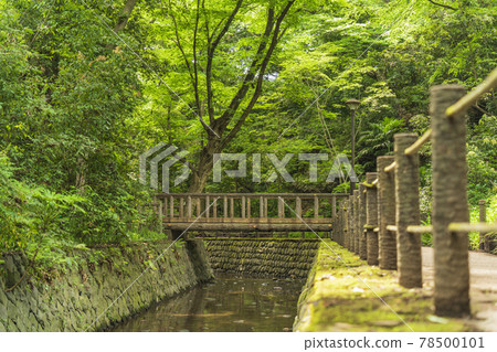 東京唯一的溪谷 Todoroki Ravine Park 的風景 78500101