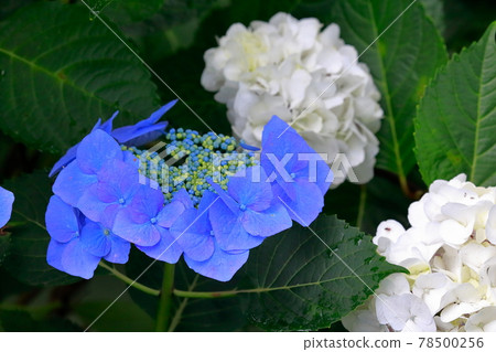 繡球 繡球 78500256