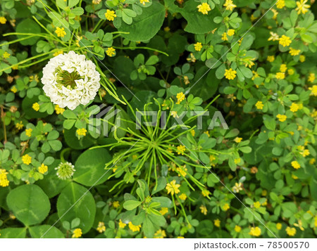 可愛的三葉草和黃色小花 可愛的三葉草和黃色小花 78500570