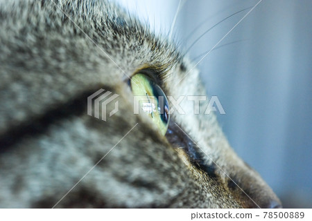 Cat eye Cat eye 78500889