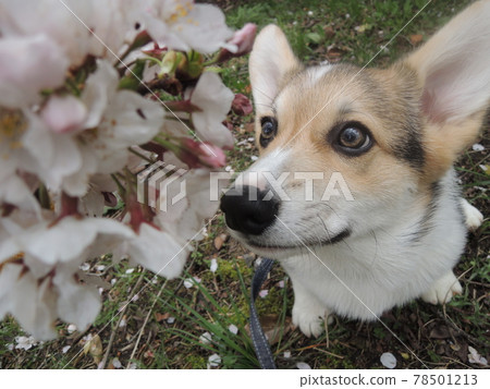 有櫻花 有櫻花 78501213