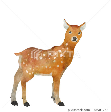 夏毛母鹿 78501238