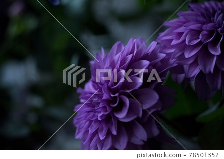 紫色大麗花 78501352