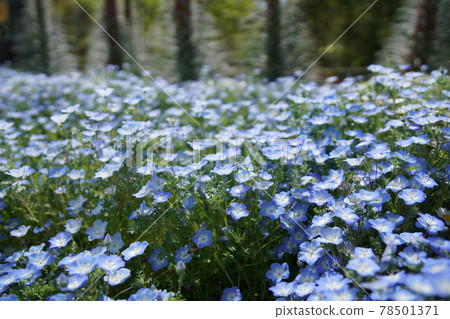 京都植物園的Nemophila 京都植物園的Nemophila 78501371