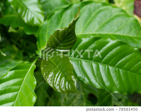 coffee, leaf, green 78501450
