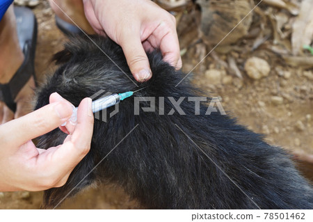 The dog was vaccinated by a syringe inserted under the skin, Rabies vaccination to pets	 78501462