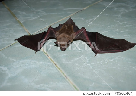 Lesser Asiatic Yellow House Bat (Scotophilus kuhlii) resting on green ground, Animals mammals that can fly and has brown hair 78501464