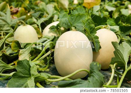 Delicious and fresh melons and melon leaves, crops grown in greenhouses, Delicious and fresh melons and melon leaves, crops grown in greenhouses, 78501505