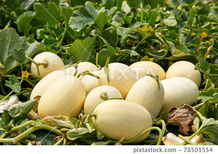 Delicious and fresh melons and melon leaves, crops grown in greenhouses, Delicious and fresh melons and melon leaves, crops grown in greenhouses, 78501554