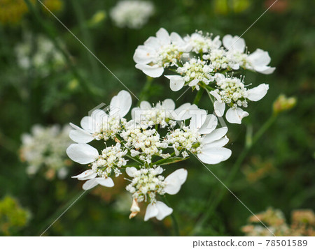 奧雷亞花 奧雷亞花 78501589