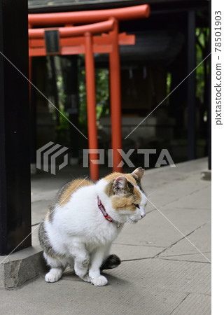 Atago Shrine Protective Cat Atago Shrine Protective Cat 78501903