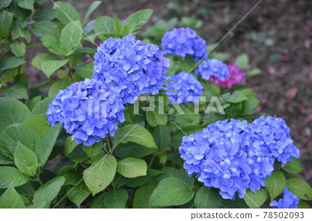 Blue hydrangea blooming in Habu Park in the early morning 78502093