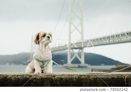 Shih tzu Shih tzu 78502142