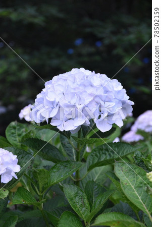 White hydrangea blooming in Habu Park in the early morning 78502159