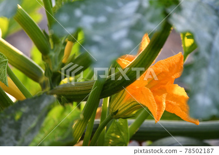 zucchini zucchini 78502187