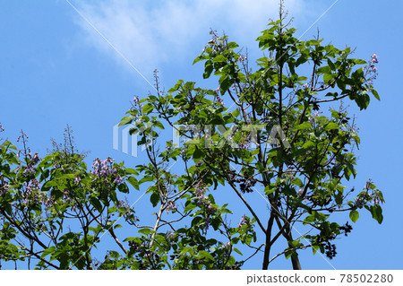 福島縣只見町晴空萬里的花葉 78502280