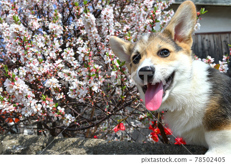 Mountain cherry peach blossom 78502405