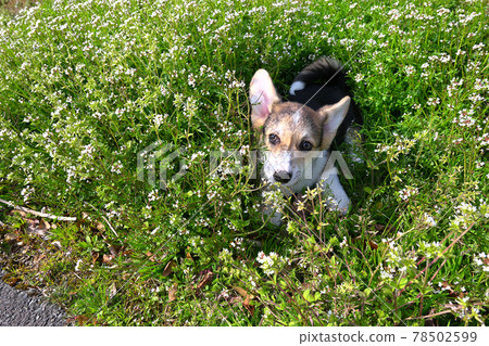 埋在花叢中 78502599