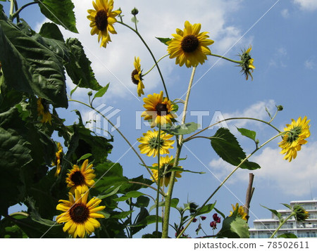 Speaking of summer flowers, yellow sunflower Speaking of summer flowers, yellow sunflower 78502611