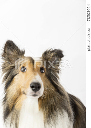 Dog looking up at white background 78503024