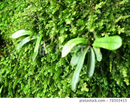 Fresh and beautiful green moss and noxinobu that grow over fallen trees Fresh and beautiful green moss and noxinobu that grow over fallen trees 78503415