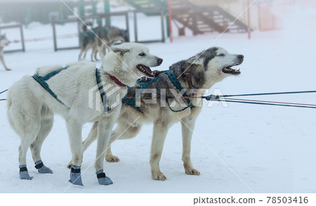 The sled used on Nothing man glacier for dog sledders The sled used on Nothing man glacier for dog sledders 78503416