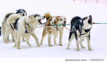 The sled used on Nothing man glacier for dog sledders The sled used on Nothing man glacier for dog sledders 78503417