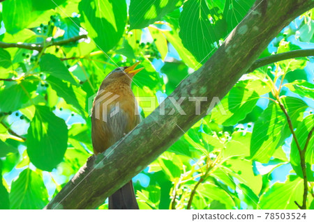 Chinese hwamei crowing in the forest 78503524